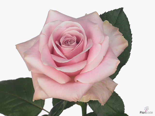 ROSE PINK AVALANCHE 50